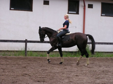 cesky-teplokrvnik